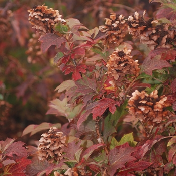 Hydrangea quercifolia - 'Snow Queen' Oakleaf Hydrangea