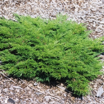 Juniperus sabina - 'Calgary Carpet&reg;' Juniper