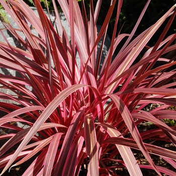 Cordyline - Electric Pink