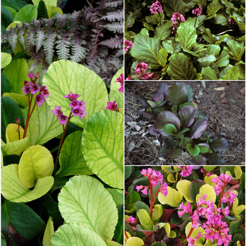 Bergenia - Assorted, Pigsqueak