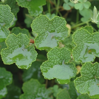 Rubus calycinoides - Creeping Raspberry