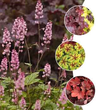 Heucherella - 'Multiple Varieties' Assorted, Foamy Bells