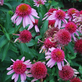 Echinacea (Coneflower) - Double Scoop&trade; 'Bubblegum'