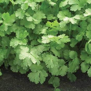 Coriandrum sativum - 'Santo' Cilantro