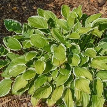 Hosta - 'So Sweet' Hosta, Plantain Lily