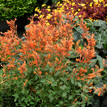 Agastache (Hummingbird mint) - Kudos&trade; 'Mandarin'