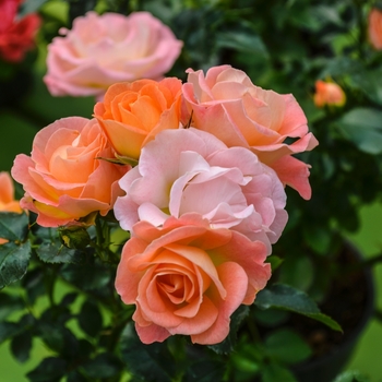 Rosa - 'Peach Drift&reg;' Rose