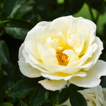 Rosa - 'Popcorn Drift&reg;' Rose
