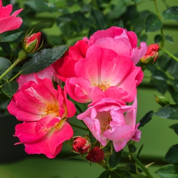 Rosa - 'Pink Drift&reg;' Rose