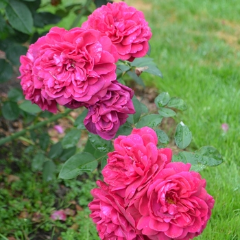 Rosa - 'Darcey Bussell' Shrub Rose