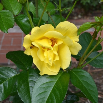 Rosa (Rose) - Kolorscape&reg; 'Lemon Fizz&trade;'