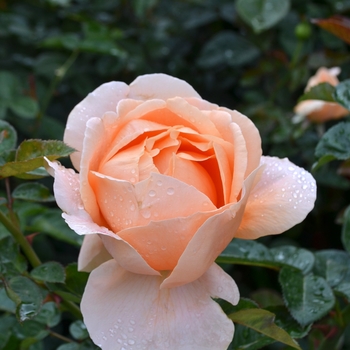 Rosa - 'Abbaye de Cluny&trade;' Hybrid Tea Rose