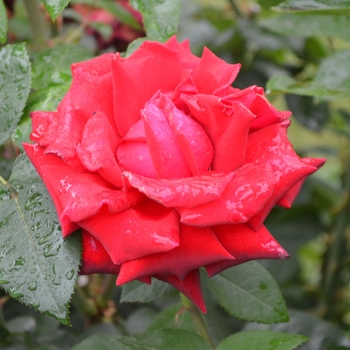 Rosa - 'Ingrid Bergman&trade;' Hybrid Tea Rose