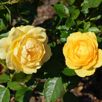 Rosa - 'Julia Child&trade;' Rose