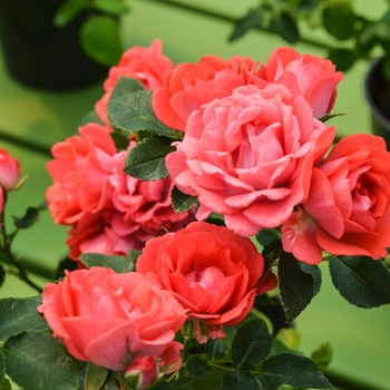 Rosa (Rose) - 'Coral Drift&reg;'