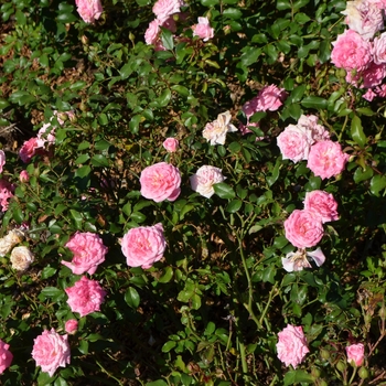 Rosa - 'Sweet Drift&reg;' Rose