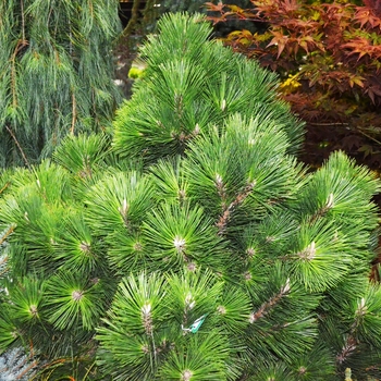 Pinus thunbergii - 'Thunderhead' Dwarf Japanese Black Pine