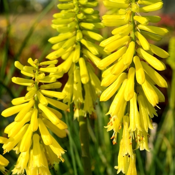 Kniphofia (Red Hot Poker) - Popsicle&trade; Lemon
