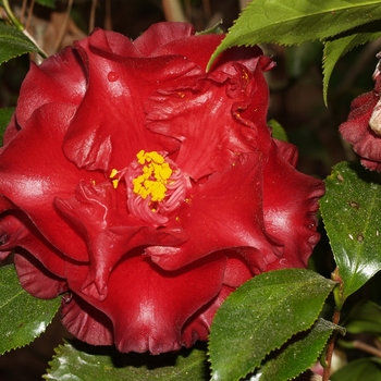 Camellia japonica - 'Black Magic'