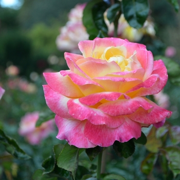 Rosa - Love & Peace&reg; Hybrid Tea Rose