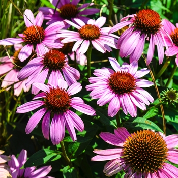 Echinacea purpurea - 'Magnus' Coneflower