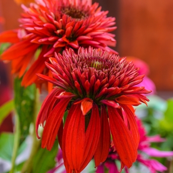 Echinacea (Coneflower) - Double Scoop&trade; 'Raspberry'