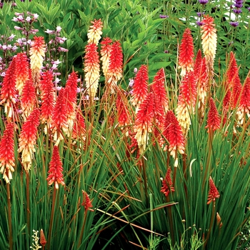 Kniphofia - Popsicle&trade; 'Orange Vanilla'