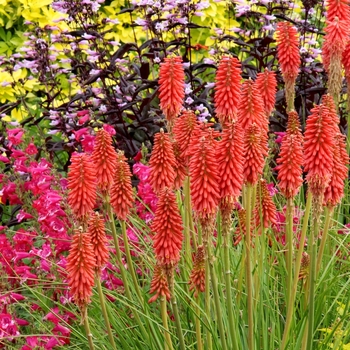 Kniphofia (Red Hot Poker) - Popsicle&trade; 'Redhot'