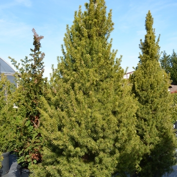 Picea glauca - 'Conica' White Spruce