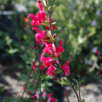 Salvia microphylla - 'Hot Lips' Sage