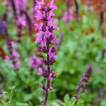 Salvia nemorosa (Meadow Sage) - Lyrical&trade; 'Rose'