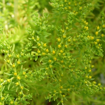 Sedum mexicanum - 'Lemon Ball' Stonecrop