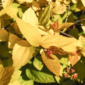 Spiraea x bumalda - 'Limemound&reg;' Spirea
