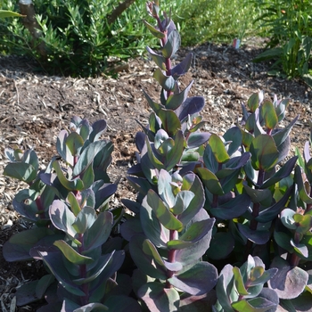 Sedum (Stonecrop) - SunSparkler&reg; 'Blue Pearl'