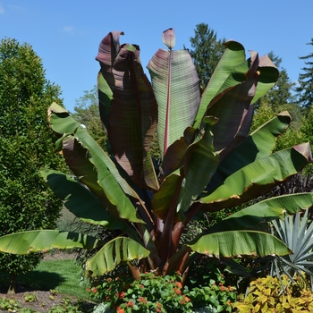 Ensete ventricosum - 'Maurelii' Banana Palm