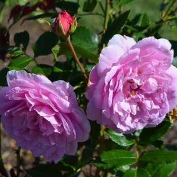Rosa - Orchid Romance&trade; Rose