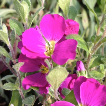Aubrieta - 'Cascade Red' Rock Cress