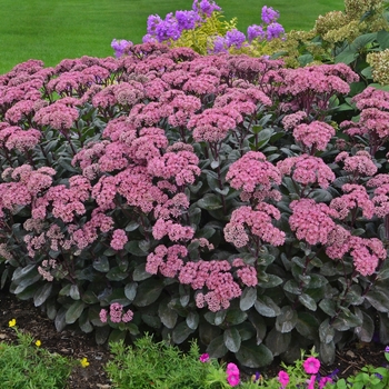 Sedum (Stonecrop) - Rock 'N Grow&reg; 'Maestro'
