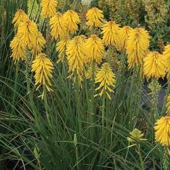 Kniphofia (Dwarf Red Hot Poker) - Popsicle&trade; 'Banana'