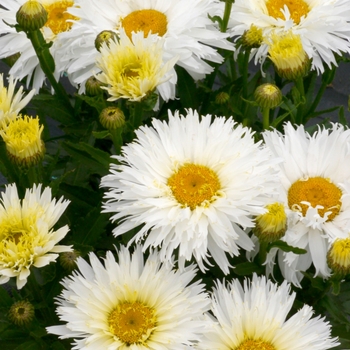 Leucanthemum x superbum - 'Belgian Lace' Shasta Daisy