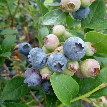Vaccinium corymbosum - 'Reka' Blueberry