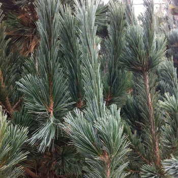 Pinus flexilis - 'Vanderwolf's Pyramid' Limber Pine
