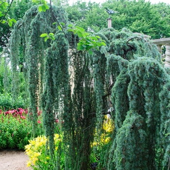 Cedrus atlantica - 'Glauca Pendula' Weeping Blue Atlas Cedar