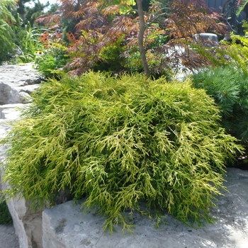 Chamaecyparis pisifera - 'Sungold' Japanese Falsecypress