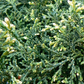 Chamaecyparis obtusa - 'Mariesii' Hinoki Falsecypress