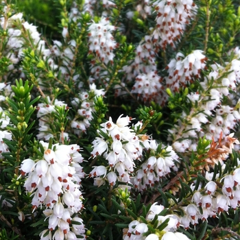 Erica carnea - 'Springwood White' Heather
