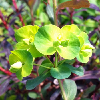 Euphorbia amygdaloides - 'Purpurea' Wood Spurge