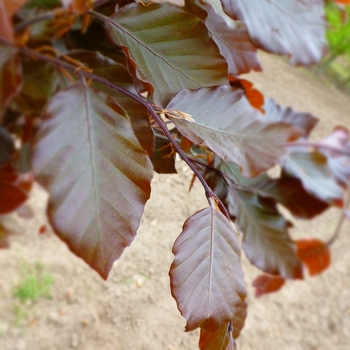 Fagus sylvatica - 'Dawyck Purple' Dawyk Purple Beech