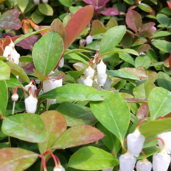 Gaultheria procumbens - Wintergreen