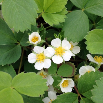 Fragaria virginiana - Virginia Strawberry